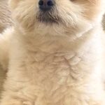 イタズラをした犬→『反省しているかな』と振り返ると…思っていたのと違う『まさかの態度』に2万いいね「偉そうで草」「黙秘権ｗｗ」と爆笑(ブログ)