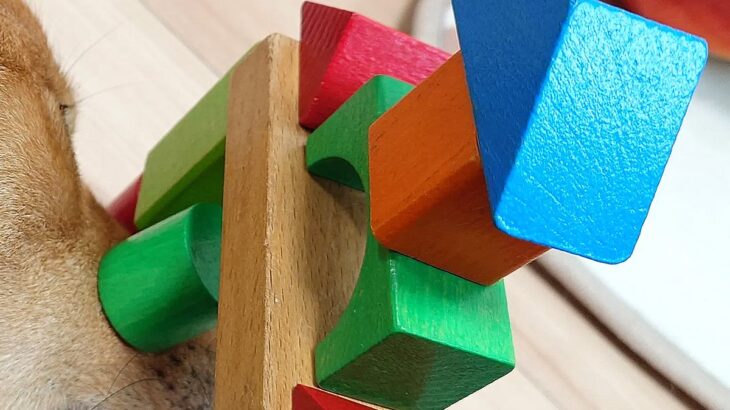 子どもと一緒に積み木で遊んだ元野犬→様子を見に行くと…胸が温かくなる『子守りの痕跡』が29万表示「なんて尊い…」「ほっこりが山積み」(ブログ)