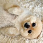 犬の『体勢』からわかる心理4つ　気持ちを読み取るコツや注意すべきポーズまで(ブログ)