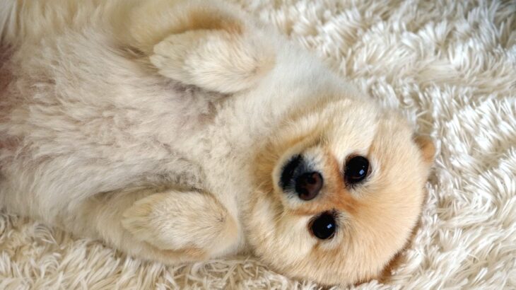 犬の『体勢』からわかる心理4つ　気持ちを読み取るコツや注意すべきポーズまで(ブログ)