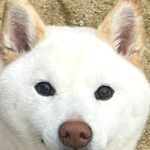 散歩中の犬を何気なく撮影した結果→よーく見てみると…想定外だった『まさかの表情』が67万表示「歯ｗｗ可愛いｗｗ」「絶妙な顔がたまらん」(ブログ)