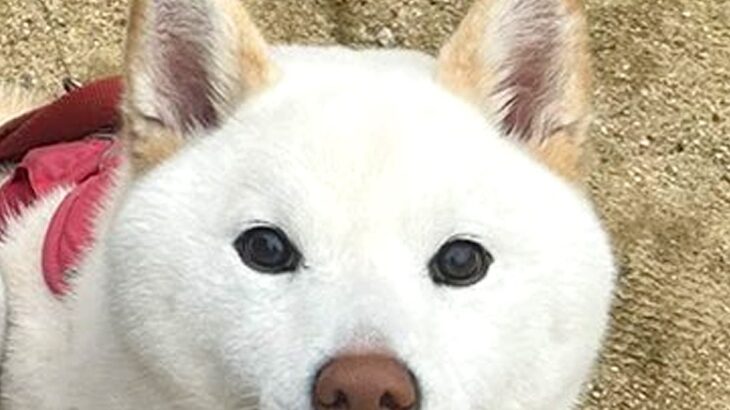 散歩中の犬を何気なく撮影した結果→よーく見てみると…想定外だった『まさかの表情』が67万表示「歯ｗｗ可愛いｗｗ」「絶妙な顔がたまらん」(ブログ)