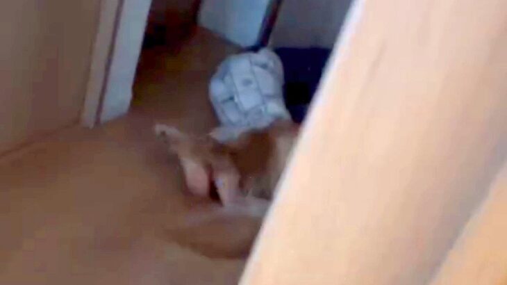 息子を叱った結果、廊下に逃げて『大型犬』に…思わず許してしまう『まさかの光景』が108万再生「大きな存在」「安心出来る場所なんだね」(ブログ)