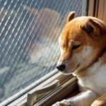 犬に絶対言ってはいけない『言葉』4選　信頼関係が崩壊するNGワードとは？(ブログ)
