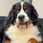 超大型犬が初めて『ジャーキー』を貰った結果→食べ方がわからなくて…あまりにも愛おしい光景に爆笑「困惑してるｗ」「マイペースで可愛い」(ブログ)