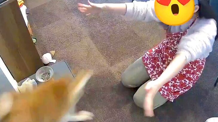 全速力で走ってくる柴犬→両手を広げて待ち構えていたら…まるで『コントのような光景』が7万表示「まさに柴犬ｗ」「笑ったｗ」と爆笑の声(ブログ)