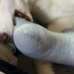 カッコいいシベリアンハスキー→寝ているところを撮影したら…想像と違う『赤ちゃんすぎる光景』が8万再生「人間と同じ」「大きな赤ちゃんｗ」(ブログ)