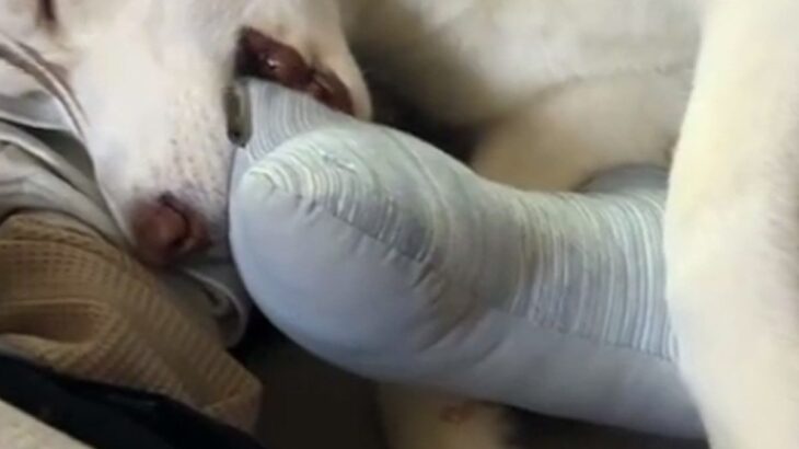 カッコいいシベリアンハスキー→寝ているところを撮影したら…想像と違う『赤ちゃんすぎる光景』が8万再生「人間と同じ」「大きな赤ちゃんｗ」(ブログ)