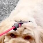 お母さんの代わりに、息子が『犬の散歩』をした結果→露骨すぎる『態度の違い』が245万再生「顔がｗｗ」「こんな表情の犬いるんｗ」と爆笑の声(ブログ)