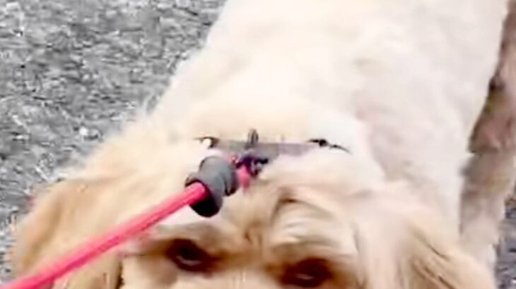 お母さんの代わりに、息子が『犬の散歩』をした結果→露骨すぎる『態度の違い』が245万再生「顔がｗｗ」「こんな表情の犬いるんｗ」と爆笑の声(ブログ)