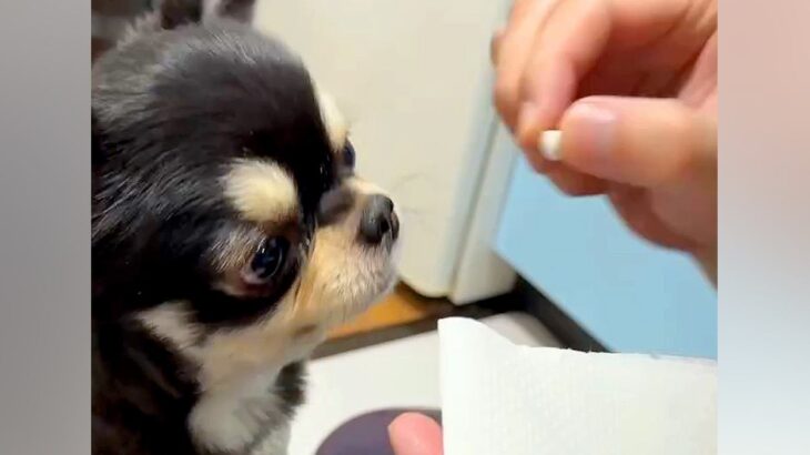 医者に『苦いから食べられないかも』と言われた錠剤→犬に与えてみた結果…予想を裏切る『想定外の光景』が112万再生「オヤツの空気感で草」(ブログ)