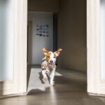 犬にとって危険な『室内の遊び』5選　今すぐ止めるべき飼い主の絶対NG行為とは？(ブログ)