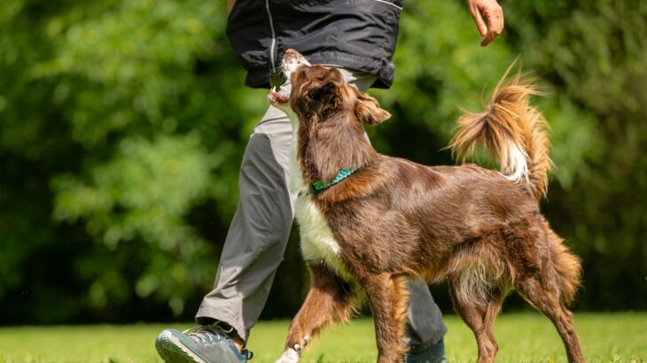 『人が好きな犬』に育てる方法5つ　フレンドリーなワンコの共通点や社会化の注意点まで(ブログ)