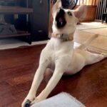 靴下を丸めたら、大型犬が気に入ってしまって…「あかん、おもろ過ぎるｗ」「そば打ちしてて草」感情が高ぶりすぎた『まさかの動き』が72万再生(ブログ)