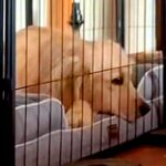 パパが帰宅してもあまり喜ばない大型犬→ママの場合は…あからさま過ぎる『態度の違い』が27万再生「全然違う表情で草」「切ない反応ｗ」と反響(ブログ)