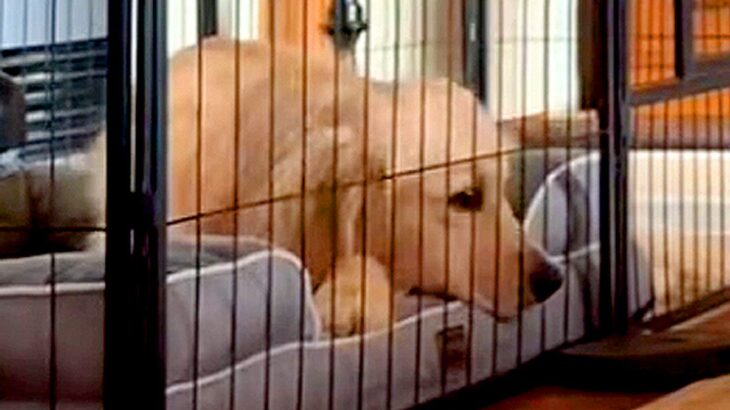 パパが帰宅してもあまり喜ばない大型犬→ママの場合は…あからさま過ぎる『態度の違い』が27万再生「全然違う表情で草」「切ない反応ｗ」と反響(ブログ)