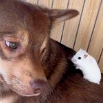 ハムスターが『犬の背中で大はしゃぎした』結果→嫌がるかと思ったら…まるで『我が子を見守るような光景』に反響「優しい顔」「どっちも可愛い」(ブログ)