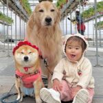 1歳の女の子と犬2匹を『いちご狩り』に連れていった結果→無限に見ていたい『愛おしすぎる光景』が16万再生「癒される」「幸せもらった気分」(ブログ)