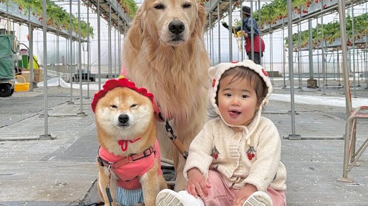 1歳の女の子と犬2匹を『いちご狩り』に連れていった結果→無限に見ていたい『愛おしすぎる光景』が16万再生「癒される」「幸せもらった気分」(ブログ)