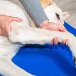 犬が『寝たきり』になる前、飼い主にできること5つ　やっておくべき事前準備とは？(ブログ)