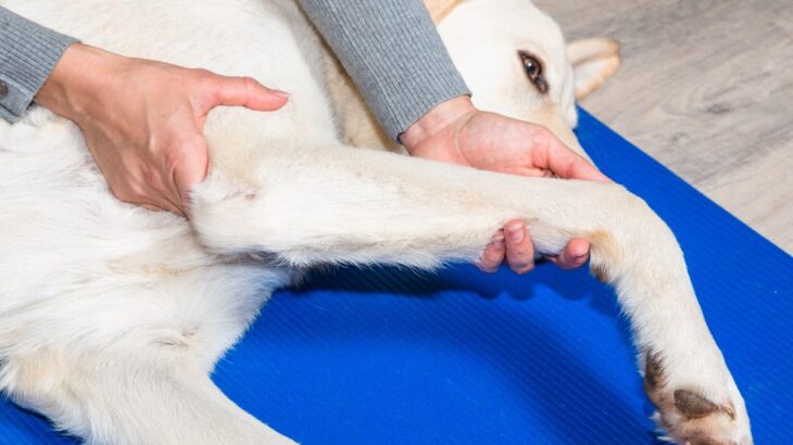 犬が『寝たきり』になる前、飼い主にできること5つ　やっておくべき事前準備とは？(ブログ)