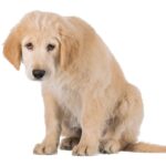 犬が『へこんでいる』ときにみせるサイン５選　落ち込んでしまう原因や飼い主がすべきケアとは(ブログ)