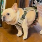 寒い日、ストーブの前から離れない犬→散歩に行こうとした結果…思わず笑う『拒否の仕方』が77万再生「引きずられてて草」「表情が最高ｗｗ」(ブログ)