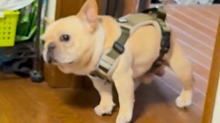 寒い日、ストーブの前から離れない犬→散歩に行こうとした結果…思わず笑う『拒否の仕方』が77万再生「引きずられてて草」「表情が最高ｗｗ」(ブログ)