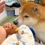 赤ちゃんが『おもちゃ』を持っていたら、2匹の犬が凝視して…『いいなあ』と見つめる光景が10万再生「もの欲しげな顔がｗ」「買ってあげたい」(ブログ)