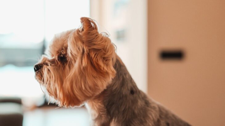 犬が嫌がる絶対NGな『触り方』5選　愛犬に嫌悪感を与えるスキンシップとは？(ブログ)