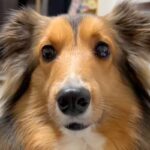 なぜか消えた『きゅうり』→犬に行方を尋ねた結果…あまりにもわかりやすい『正直すぎる態度』が話題「キョドってるｗ」「可愛すぎて怒れない」(ブログ)