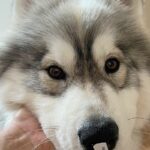 お父さんの部屋から出てきた大型犬→戻ってきたと思ったら、鼻にシールがついていて…想定外な展開が11万表示「大特価で草」「なんてお安いｗ」(ブログ)