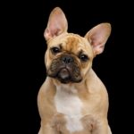 犬に野菜を与えるときの『タブー行為』5選　絶対NGな素材の種類まで解説(ブログ)