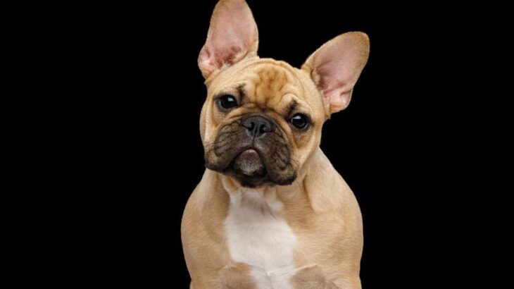 犬に野菜を与えるときの『タブー行為』5選　絶対NGな素材の種類まで解説(ブログ)