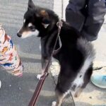 犬の散歩中『小学生たち』が遠くから駆け寄ってきて…ずっと見ていたくなる『愛おしい光景』に反響「しっぽ揺れていくの可愛い」「ほっこり」(ブログ)