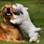 犬から『モテる犬』の特徴５選　好かれやすい性格や社交性を身につけるためにできることまで(ブログ)
