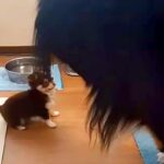 たった1kgの子犬が『40kg越えの超大型犬』と遊んだ結果→あまりにも愛おしい『サイズ差』が50万再生「心は大型犬ｗ」「可愛いの渋滞」(ブログ)