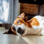 犬が『寝床を使ってくれない』理由5つ　自分のベッドで寝ない心理や対処法まで解説(ブログ)