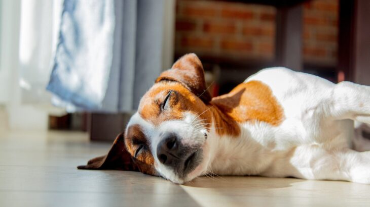 犬が『寝床を使ってくれない』理由5つ　自分のベッドで寝ない心理や対処法まで解説(ブログ)