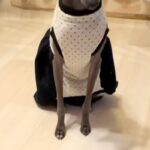 ご飯を早く食べ過ぎてしまった犬→他のワンコの食事中に…『自分は食べてない』まさかの態度と表情に反響「切なくてかわいい」「あるあるｗ」(ブログ)