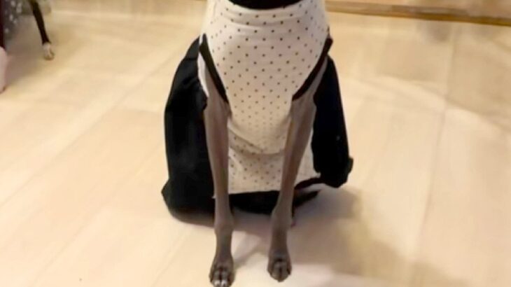 ご飯を早く食べ過ぎてしまった犬→他のワンコの食事中に…『自分は食べてない』まさかの態度と表情に反響「切なくてかわいい」「あるあるｗ」(ブログ)