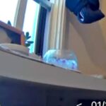 亡くなった犬の祭壇に『お供え物』を置いた結果→朝になったら消えていて…カメラが捉えた『まさかの犯行現場』が53万表示「犯人かわいすぎｗ」(ブログ)