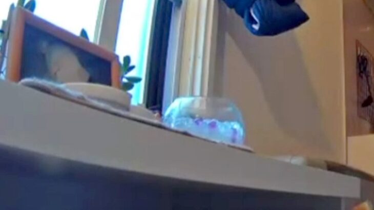 亡くなった犬の祭壇に『お供え物』を置いた結果→朝になったら消えていて…カメラが捉えた『まさかの犯行現場』が53万表示「犯人かわいすぎｗ」(ブログ)