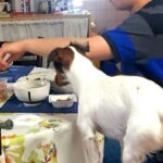 食事中、なぜか『同じ高さ』で覗いてくる犬→足元を見てみると…衝撃的な『まさかの光景』に4万いいね「器用すぎるｗｗ」「凄くて笑ったｗｗ」(ブログ)