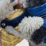 『親友のワンコ』に会えない日々が続いた犬→ニオイを辿って家を…『衝撃の展開』が106万表示「警察犬なれるｗ」「特定班で草」驚きと絶賛の声(ブログ)