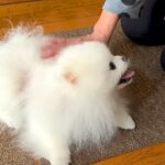 実家へ帰省し『おばあちゃん』と再会した犬→いつまでも続いてほしい『優しいひととき』に反響「なんだか泣けてきた」「帰りたくなくなる」(ブログ)