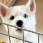 カッコいいイメージの『シベリアンハスキー』→実際に飼ってみると…あまりにも情けない『成長記録』が31万再生「ギャップｗｗ」「憎めない」(ブログ)
