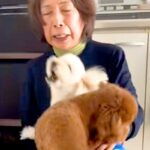 おばあちゃんを『熱烈大歓迎』する２匹の犬→おじいちゃんが帰ってくると…あからさま過ぎる『対応の差』が切ないと反響「笑った」「面白すぎる」(ブログ)