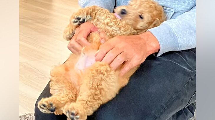 『大きくなっても体重は６キロ程度』と言われた犬→もはや別の犬？衝撃的な『巨大化っぷり』に反響「理想的なサイズ」「可愛さが渋滞してる」(ブログ)