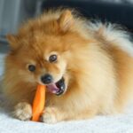 犬の健康を維持する『5つの食材』人間と一緒に食べられるものはあるの？(ブログ)
